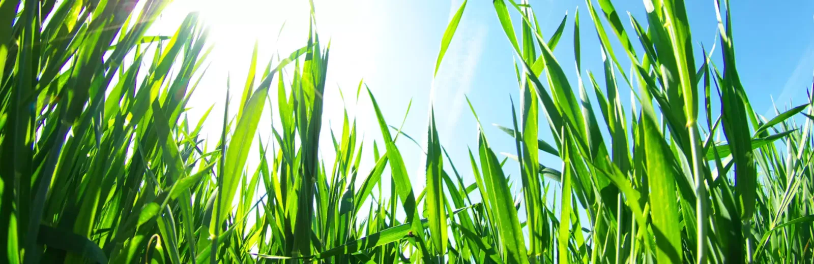 green-grass-sun-blue-sky